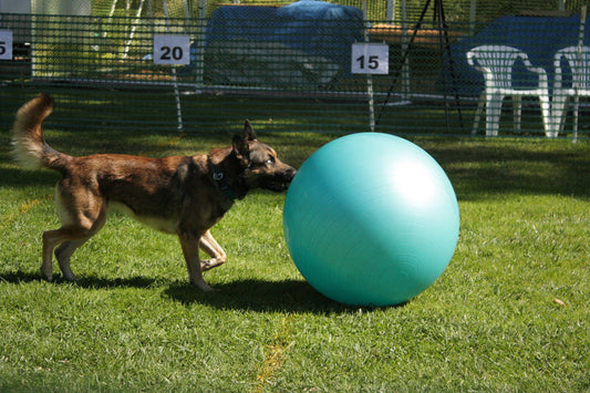 Treibball - you gotta give it a try!