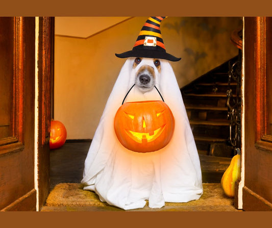 Is Your Dog Ready for Howl-O-Ween? 3 Tips to Keep Your Dog Safe