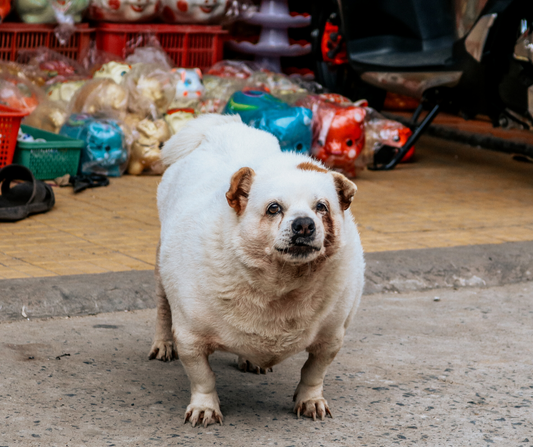 Is Your Dog Overweight?
