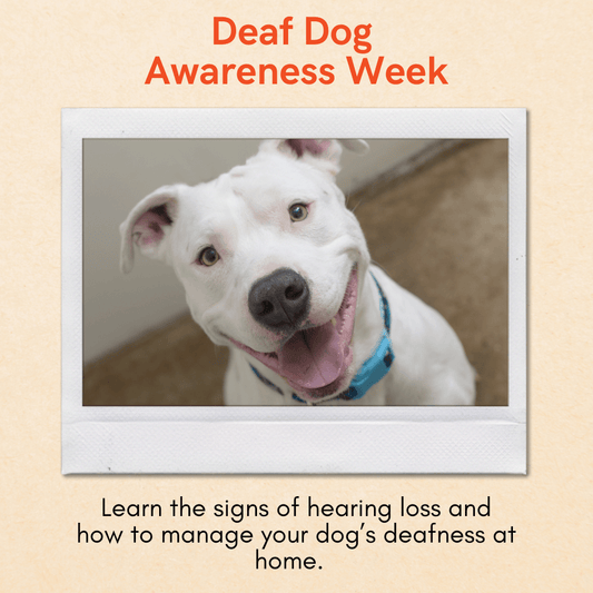 white dog deaf dog deaf awareness week