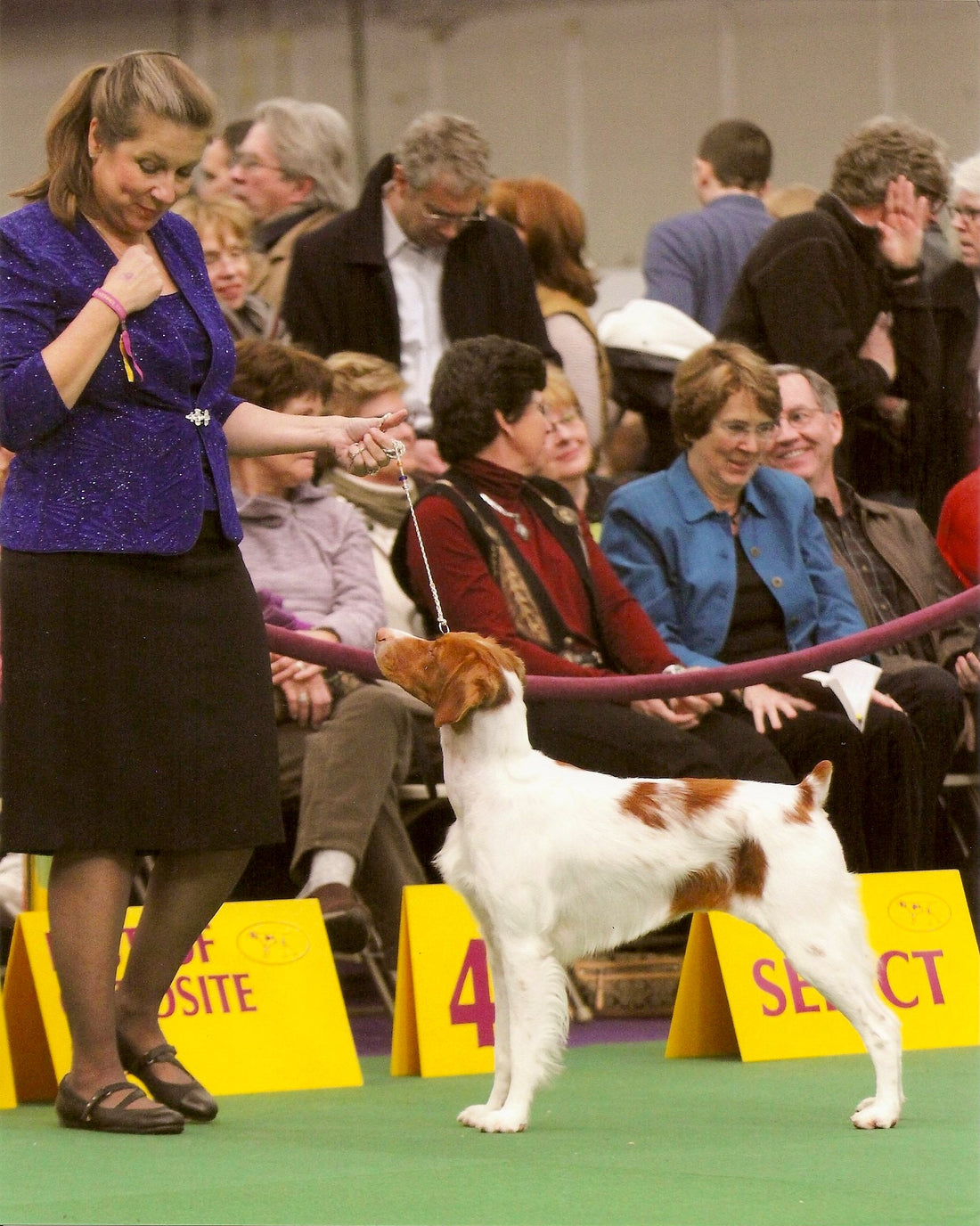Westminster kennel club show dog training tips