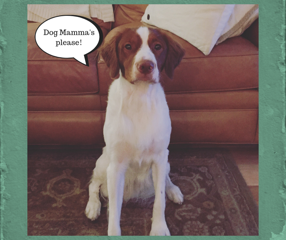 Mammal, Opening Soon!!!  Dog Mamma's Organic Dog Treats New Canine Kitchen!