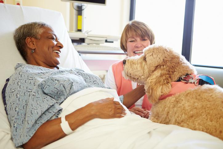 Person, How To Become a Pet Therapy Team with Your Dog and Make A Difference Today