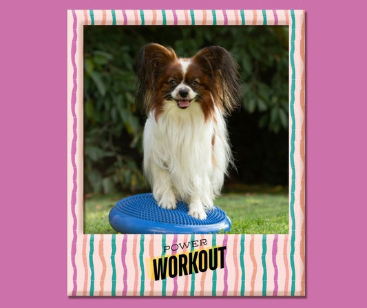 How to Keep Your Dog Fit this Summer