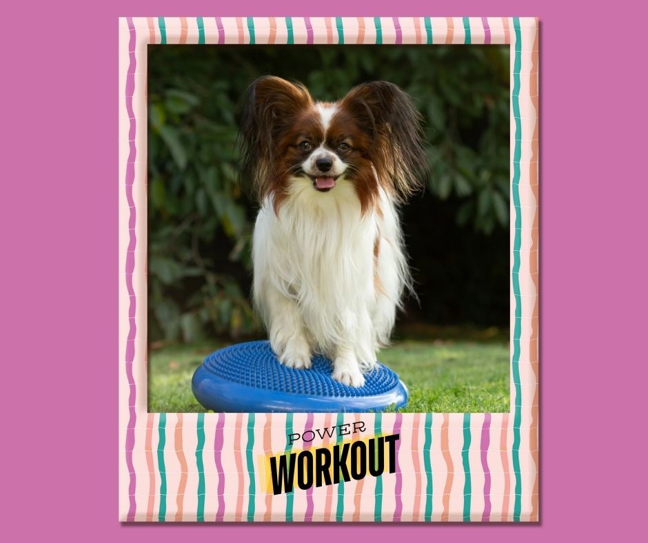 How to Keep Your Dog Fit this Summer