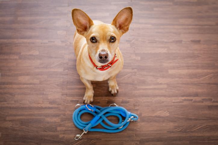 dog training tips getting your dog to listen to you