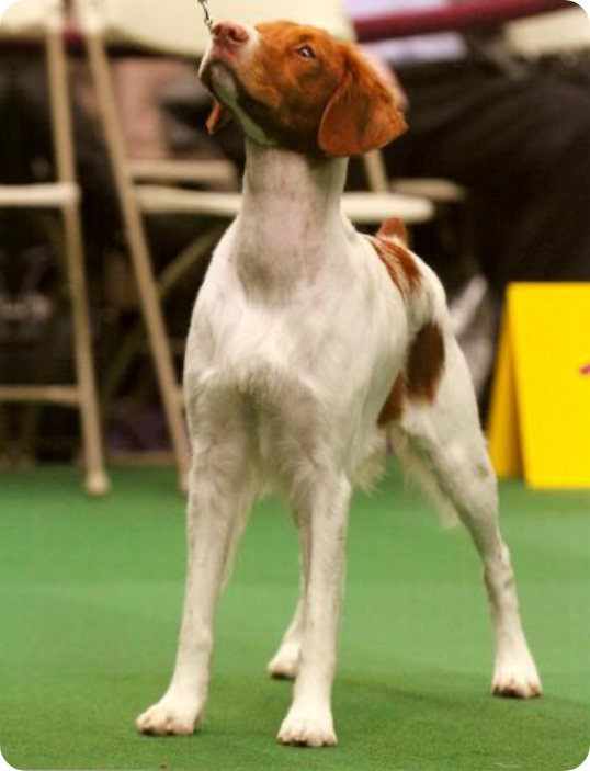 Win More in the Dog Show Ring with 3 Easy Exercises for your Dog.
