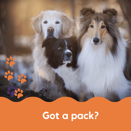 Three dogs collie border collie golden retriever family pack of dog treats