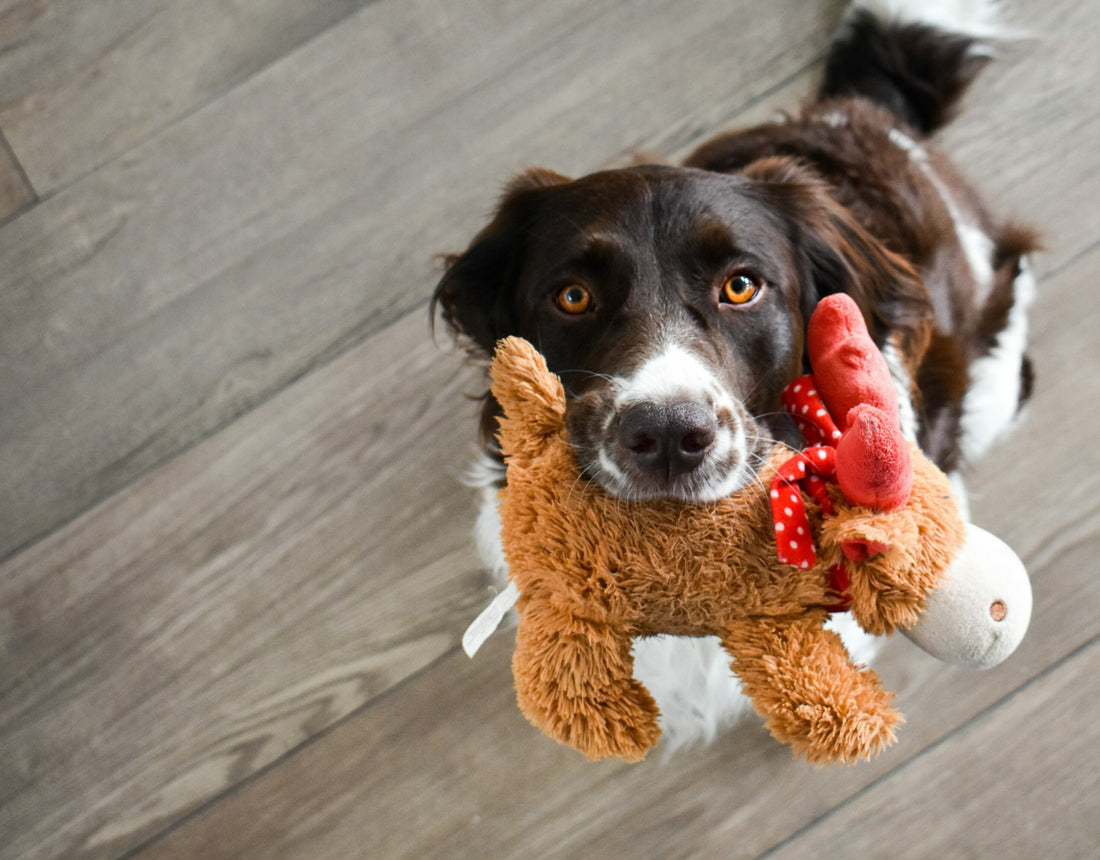 Can Exercise and Enrichment Activities Protect Your Dog From Aging?